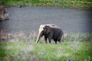Wanda elephant