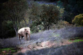 Wanda elephant