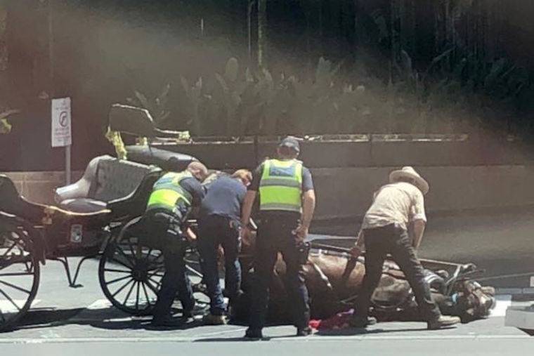 two injured carriage horses