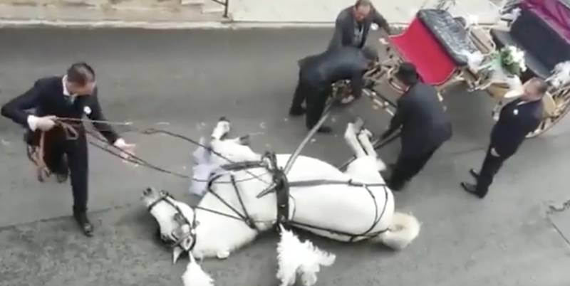 carriage horse collapses