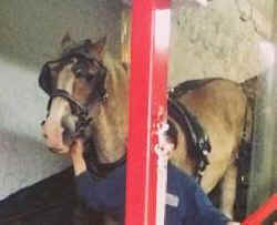 Tickles carriage horse