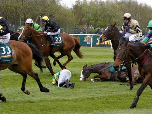 horse,race,racing,thoroughbred