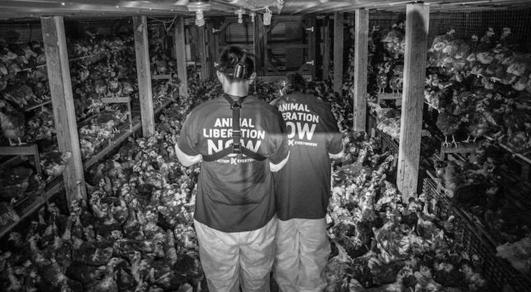 free range chicken shed