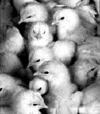 act-fly-chick-hatch