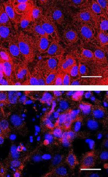 animal-free kidney test