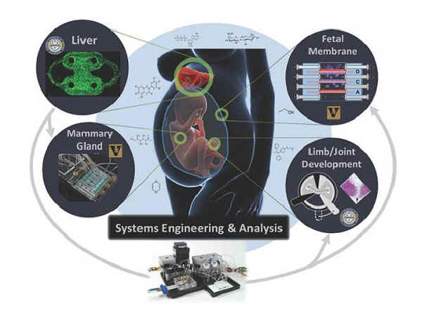 organs-on-a-chip