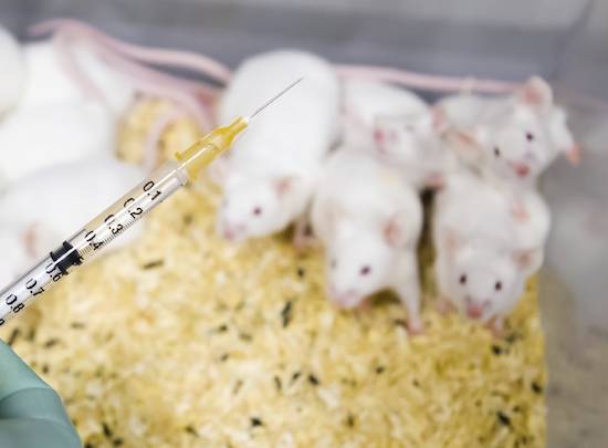 lab rats