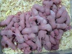 rat babies