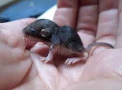 rat pup