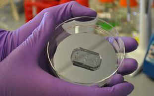 organ on a chip
