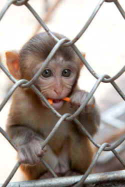 lab monkey
