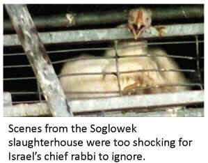 rabbis kosher cruelty