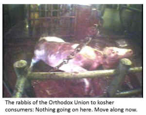 rabbis kosher cruelty