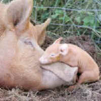pigs