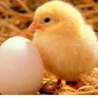 chick