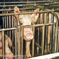 crated pig