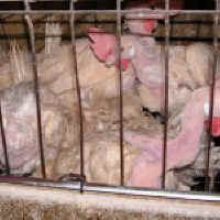 caged hens