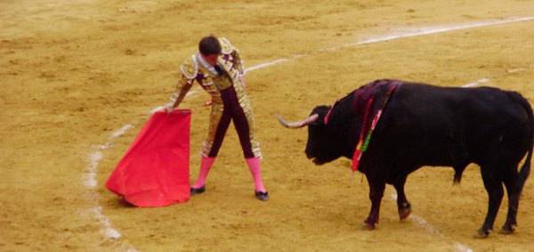 bullfight