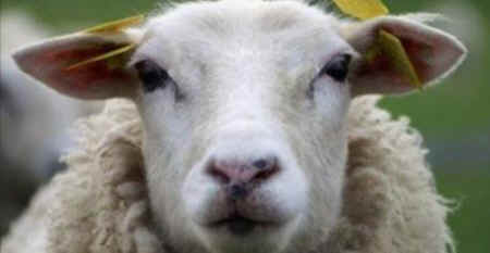sacrificial sheep