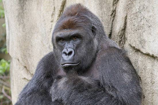 harambe gorilla