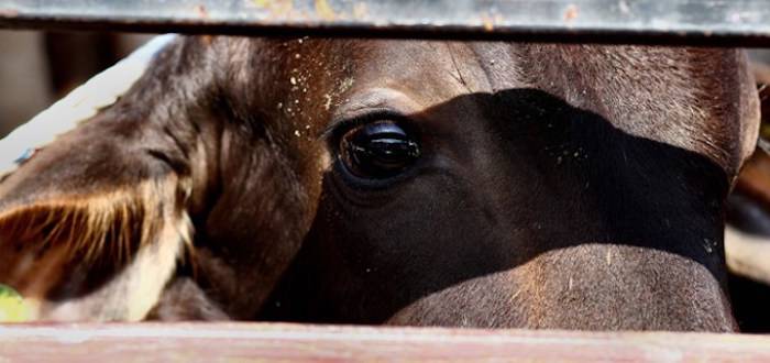 cow