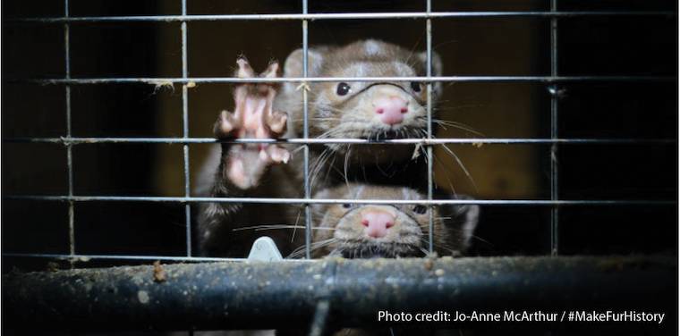 mink fur farm