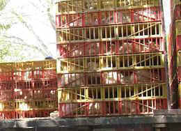 kaporos chickens