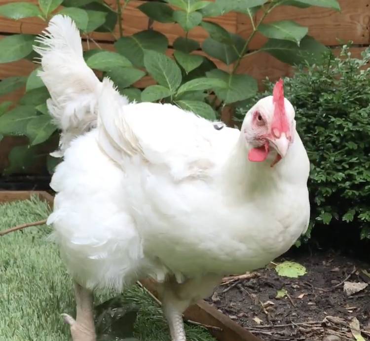 rescued chicken Rose
