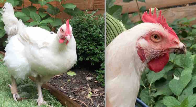 rescued chicken Rose