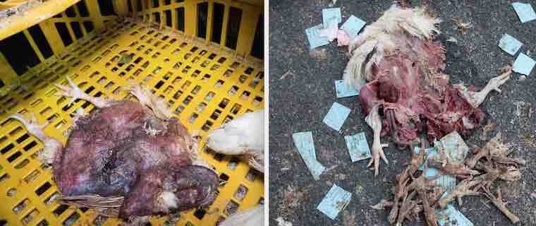 dead kaporos chickens