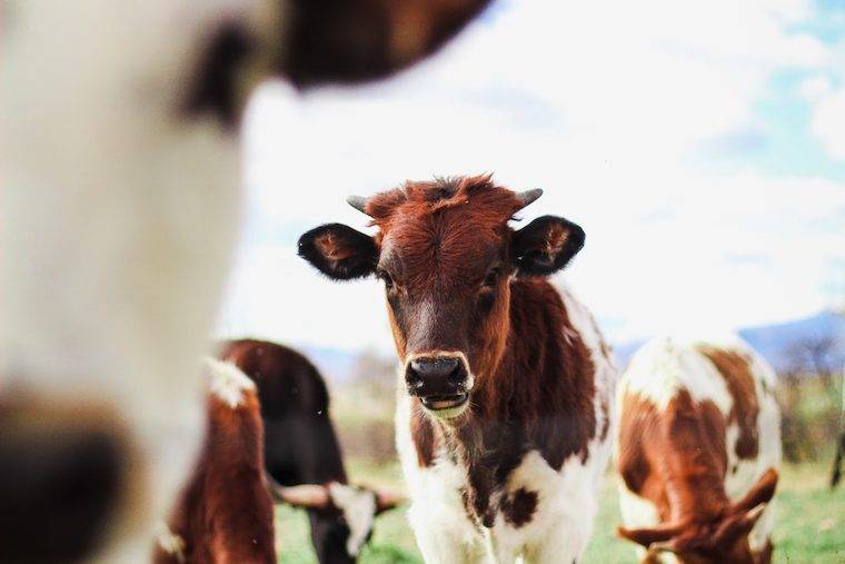Cows