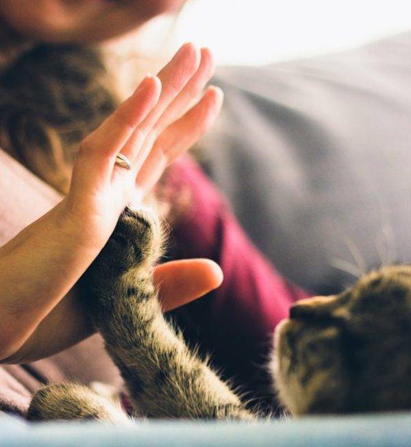 Cat Paw and Hand