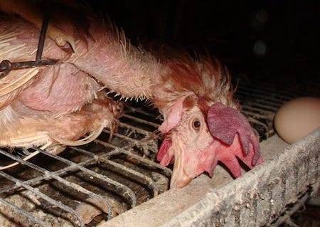 dying hen