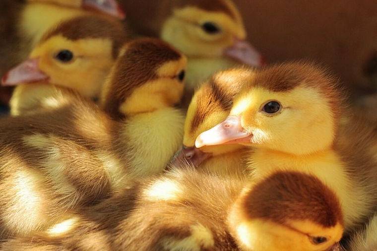 ducklings