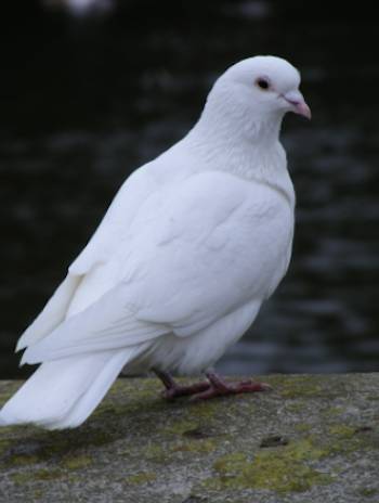 whte dove