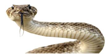 snake
