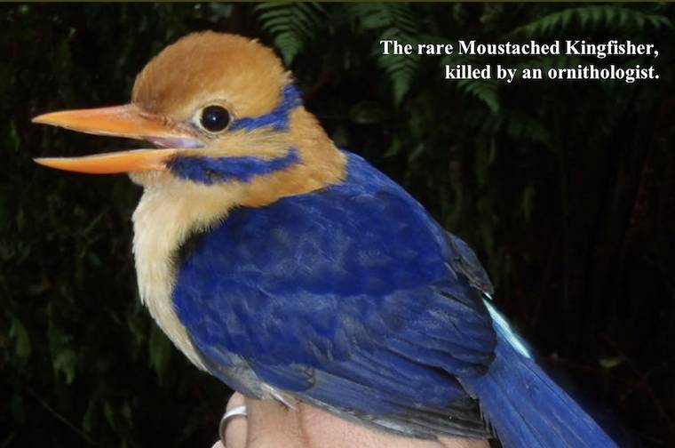 Moustached Kingfisher