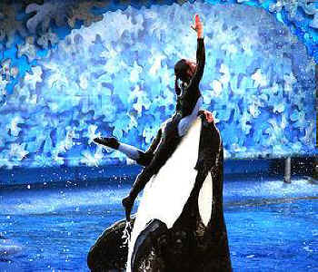 seaworld orca