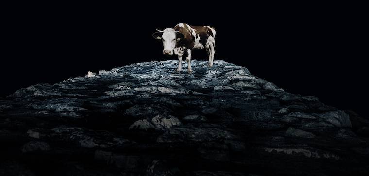 Cow