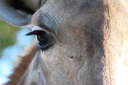 donkey