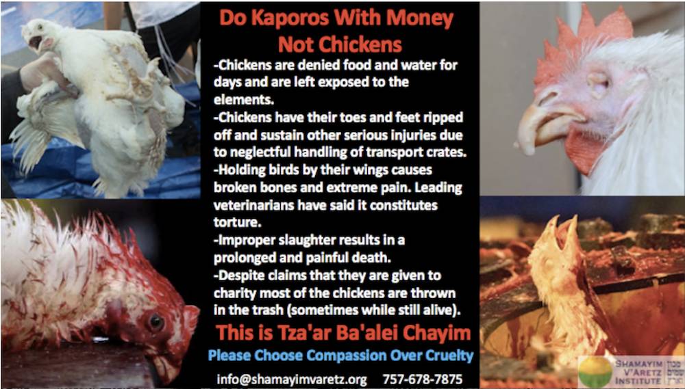 chickens as kaporos