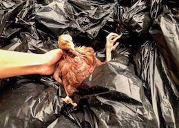 Robin kapaoros chicken