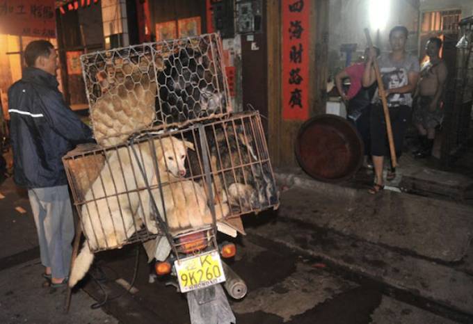 dog meat