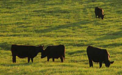 cows