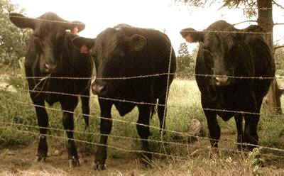 cows
