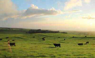 cows