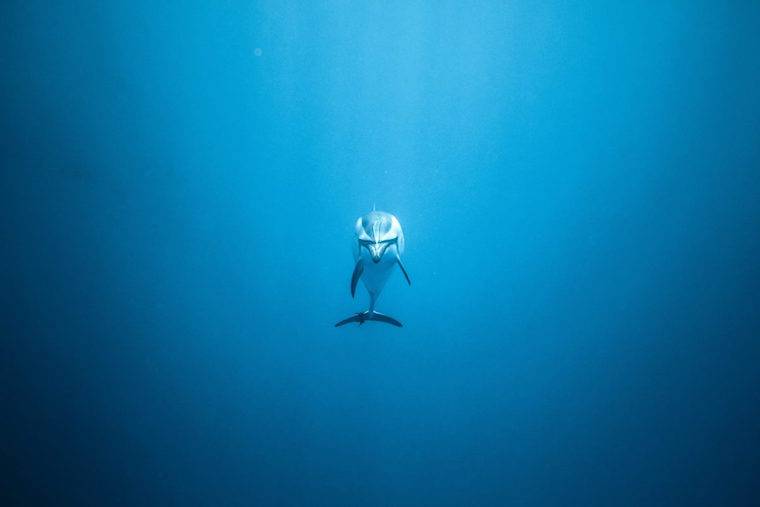 dolphin