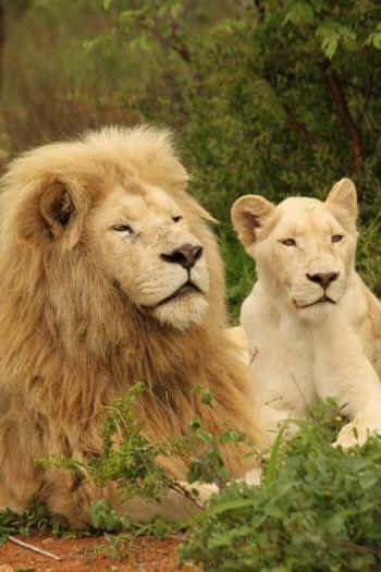 white lions canned hunt
