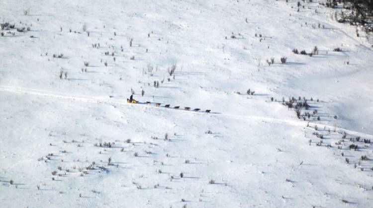 iditarod