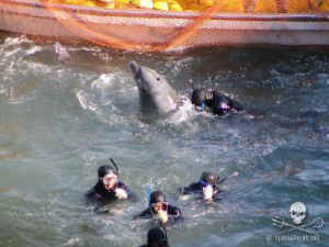 Cove dolphin Taiji